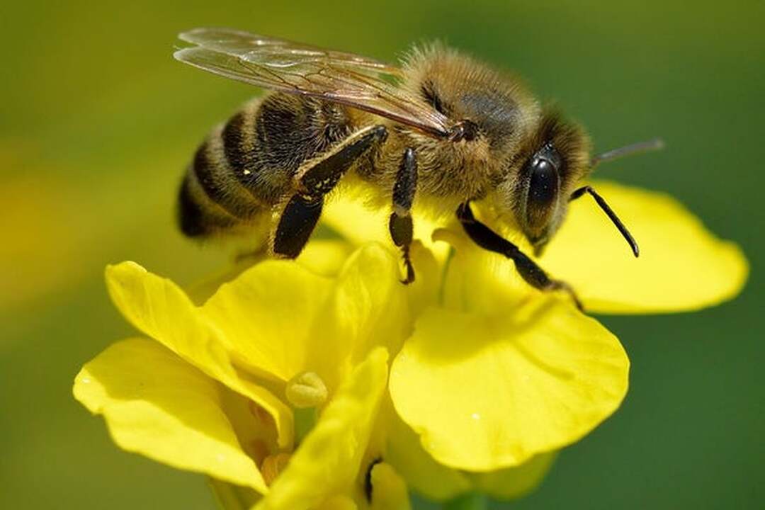 Bee