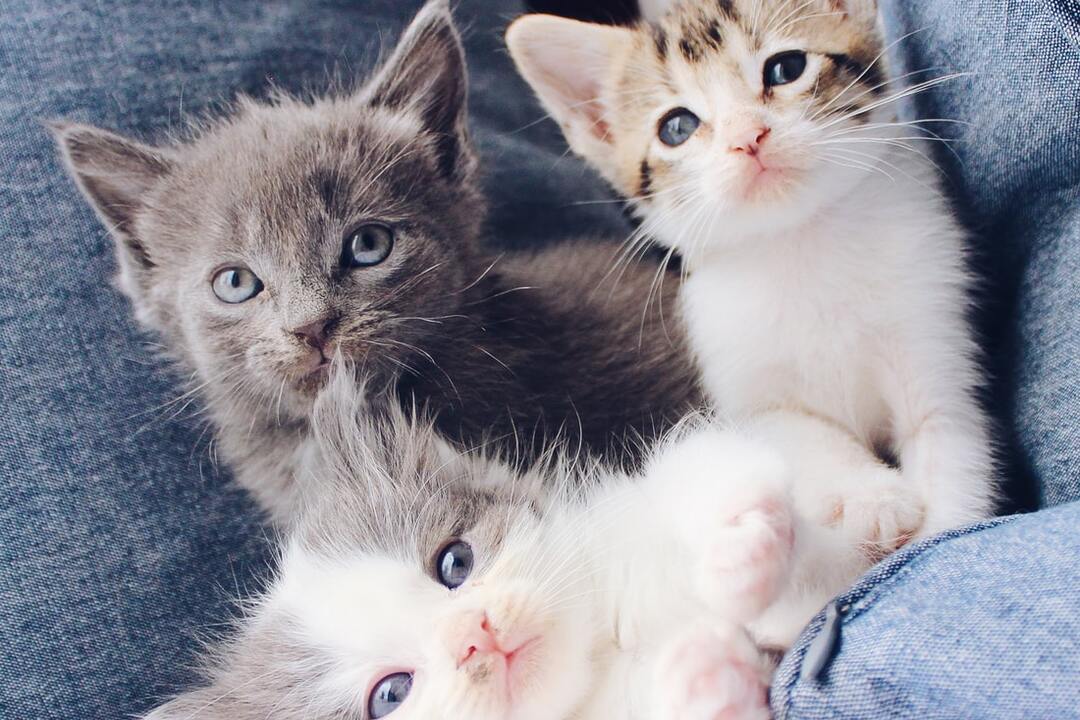 Cats