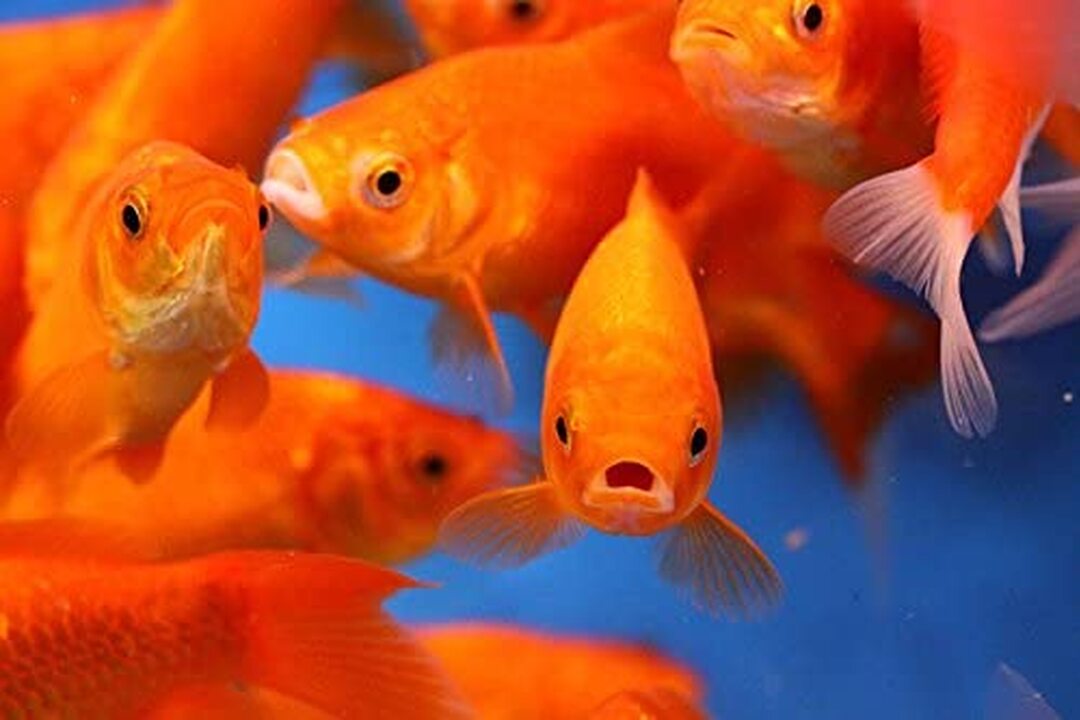 Goldfish