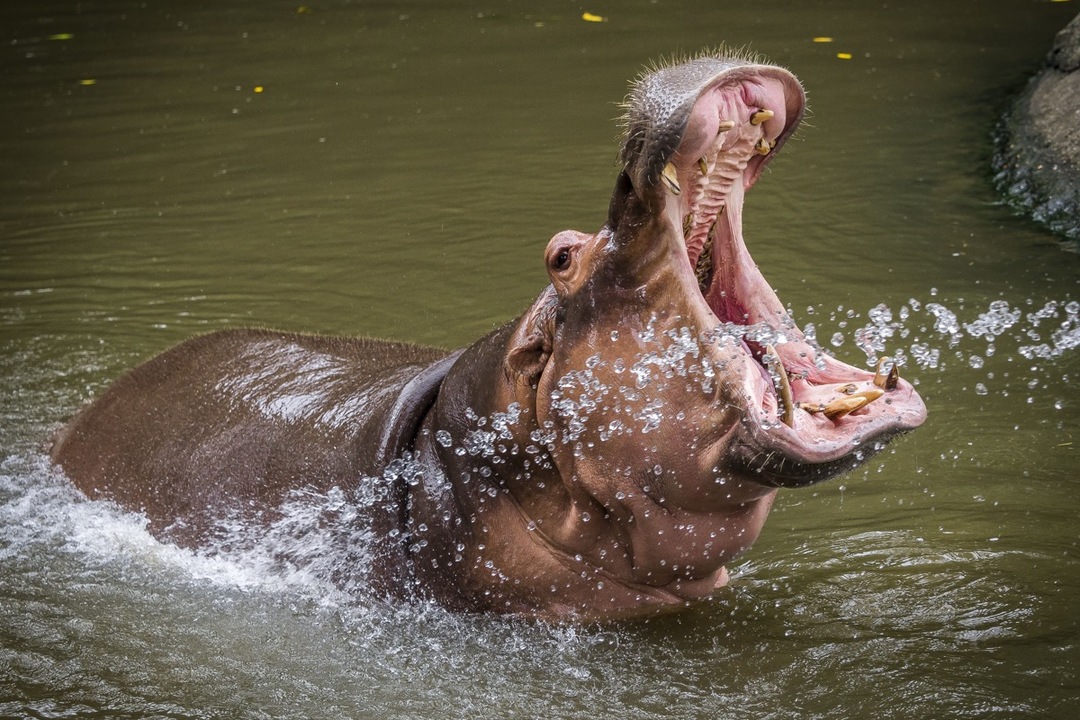 Hippopotamus