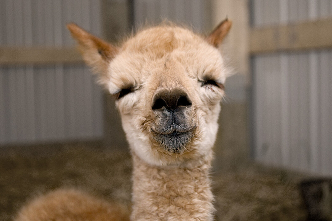 Llama