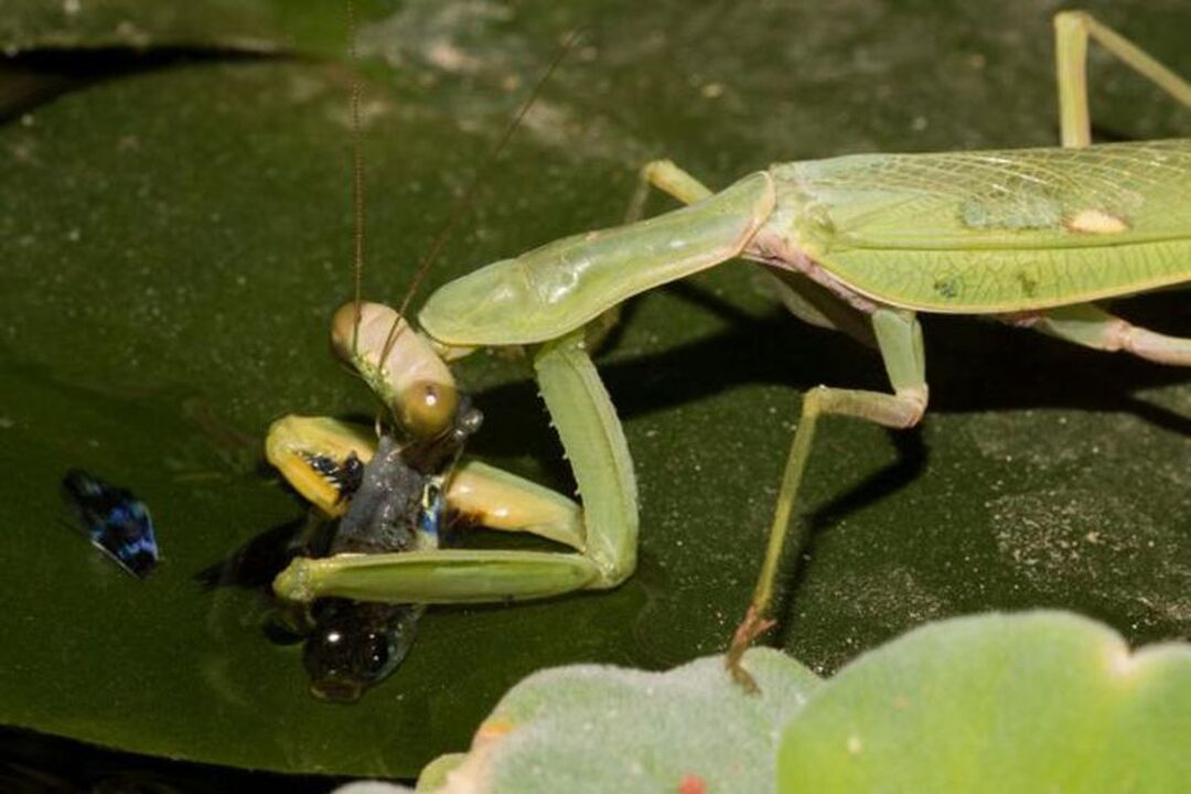 Mantis
