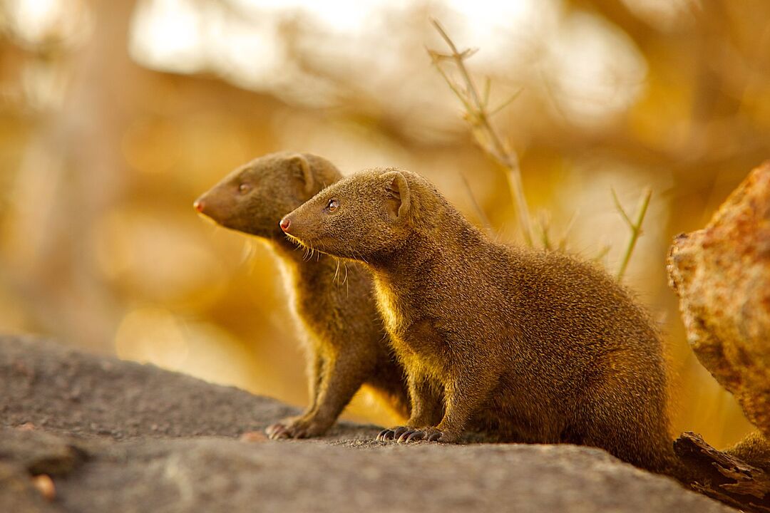 Mongoose