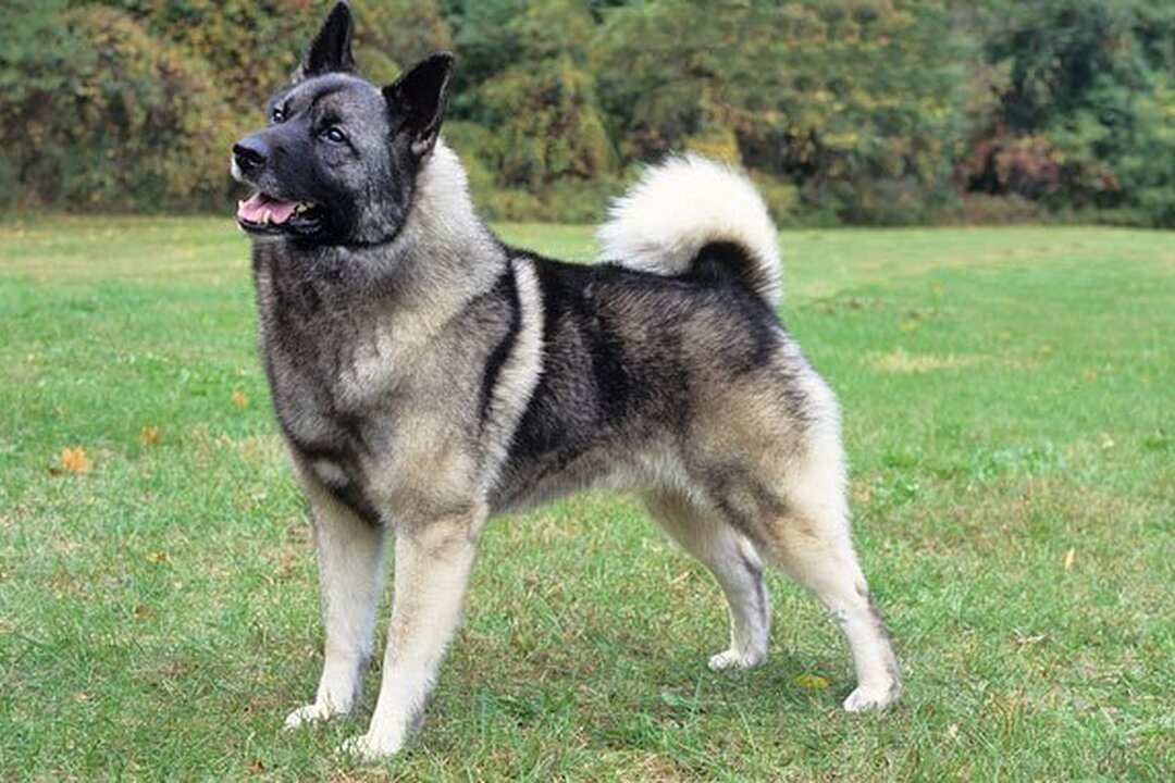 Norwegian Elkhound